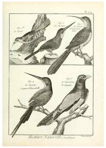 Reproducción/Reproduction 7850797042: Tableau encyclopédique et méthodique des trois règnes de la nature.. A Paris :Chez Mme. veuve Agasse ...,1823.