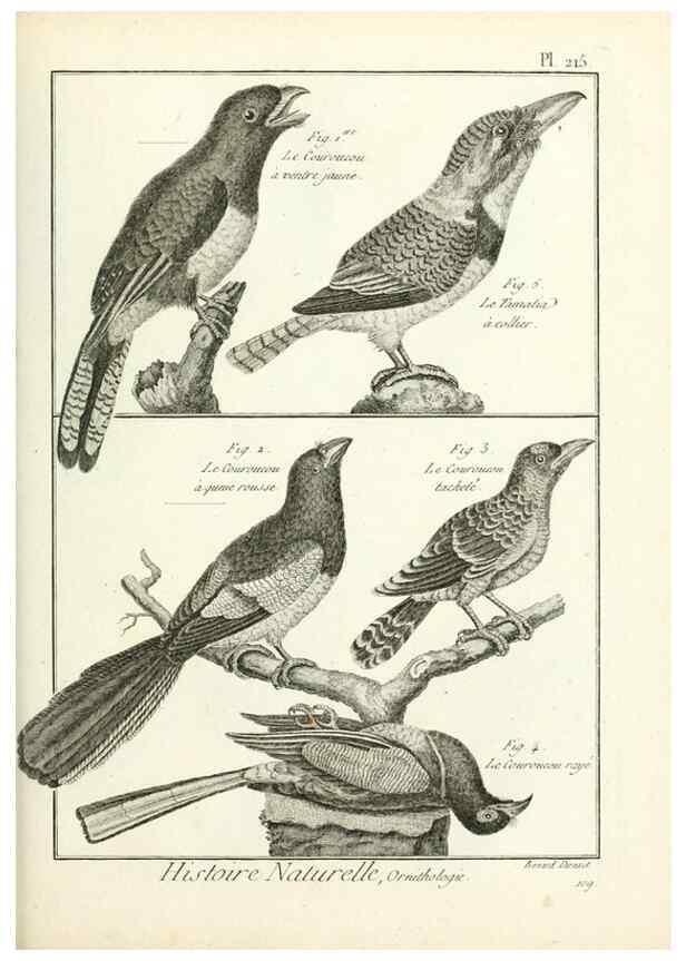Reproducción/Reproduction 7850798350: Tableau encyclopédique et méthodique des trois règnes de la nature.. A Paris :Chez Mme. veuve Agasse ...,1823.