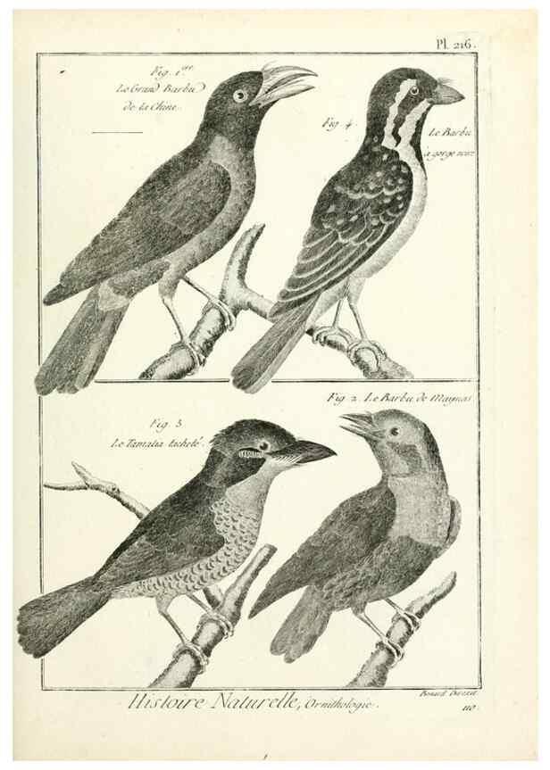 Reproducción/Reproduction 7850799576: Tableau encyclopédique et méthodique des trois règnes de la nature.. A Paris :Chez Mme. veuve Agasse ...,1823.