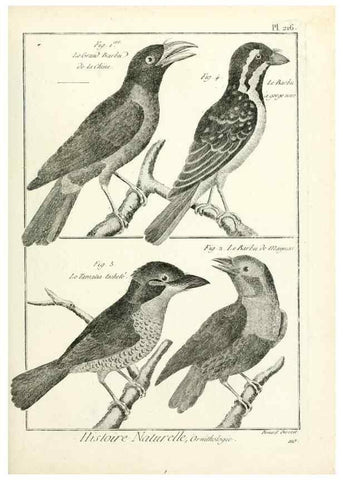 Reproducción/Reproduction 7850799576: Tableau encyclopédique et méthodique des trois règnes de la nature.. A Paris :Chez Mme. veuve Agasse ...,1823.