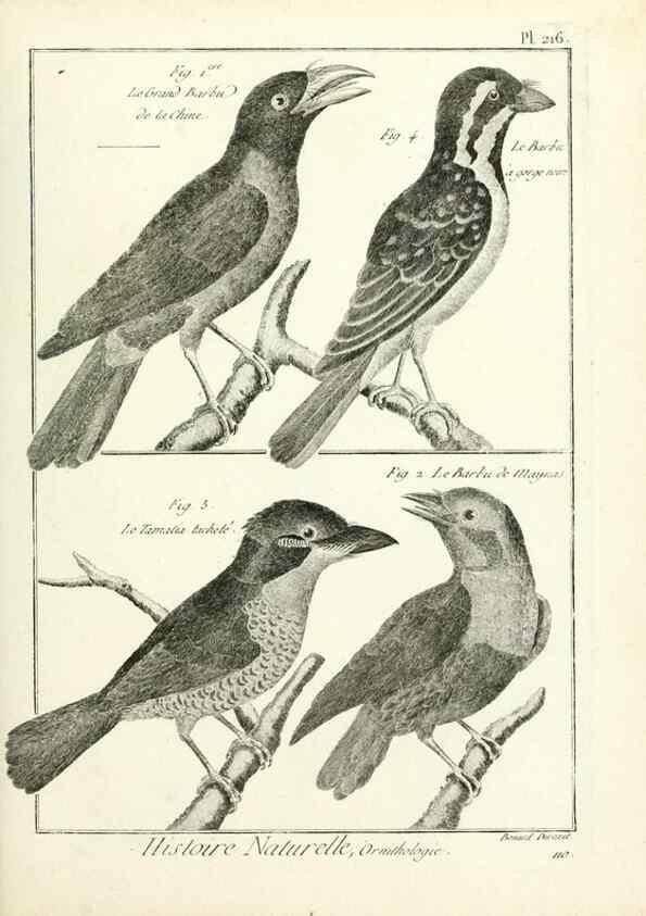 Reproducción/Reproduction 7850799576: Tableau encyclopédique et méthodique des trois règnes de la nature.. A Paris :Chez Mme. veuve Agasse ...,1823.