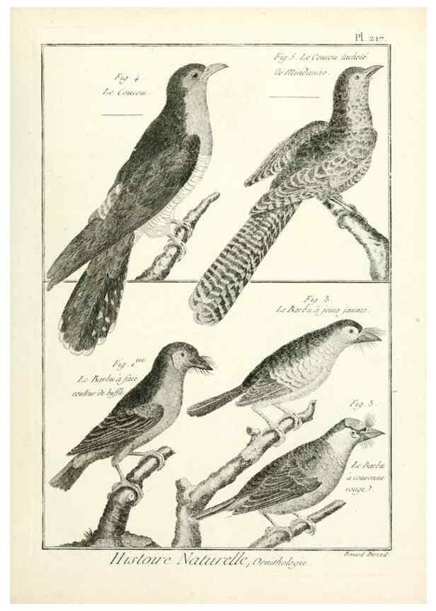 Reproducción/Reproduction 7850800808: Tableau encyclopédique et méthodique des trois règnes de la nature.. A Paris :Chez Mme. veuve Agasse ...,1823.
