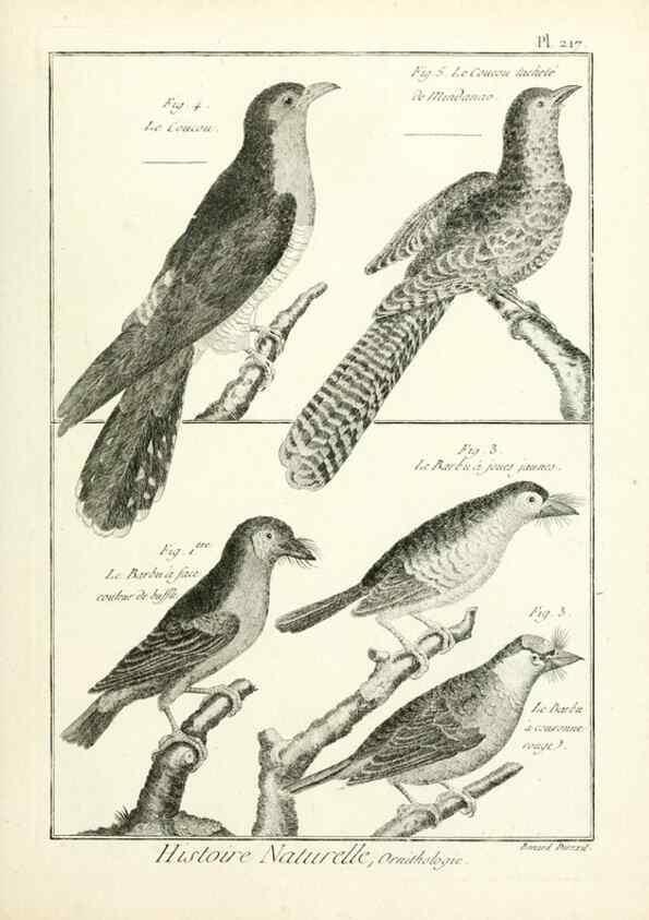 Reproducción/Reproduction 7850800808: Tableau encyclopédique et méthodique des trois règnes de la nature.. A Paris :Chez Mme. veuve Agasse ...,1823.