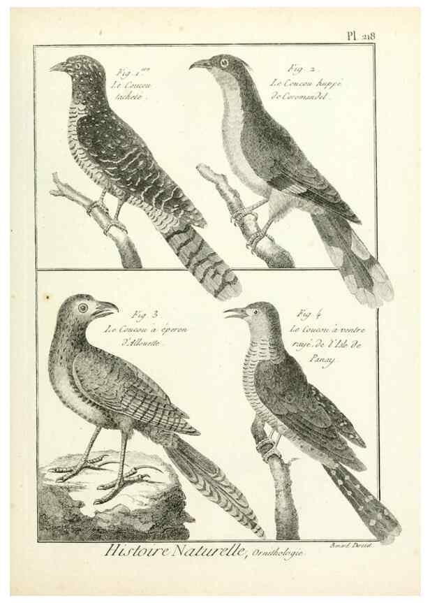 Reproducción/Reproduction 7850802074: Tableau encyclopédique et méthodique des trois règnes de la nature.. A Paris :Chez Mme. veuve Agasse ...,1823.