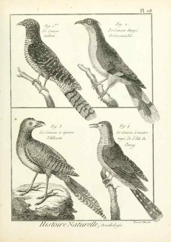 Reproducción/Reproduction 7850802074: Tableau encyclopédique et méthodique des trois règnes de la nature.. A Paris :Chez Mme. veuve Agasse ...,1823.