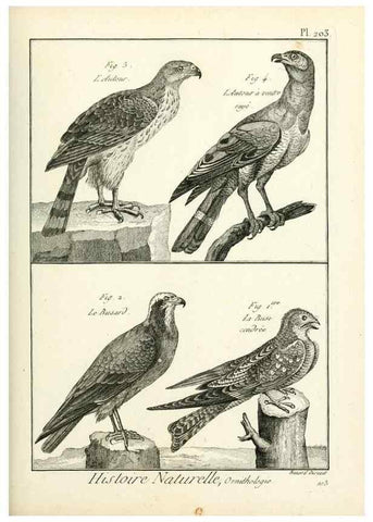 Reproducción/Reproduction 7850782680: Tableau encyclopédique et méthodique des trois règnes de la nature.. A Paris :Chez Mme. veuve Agasse ...,1823.