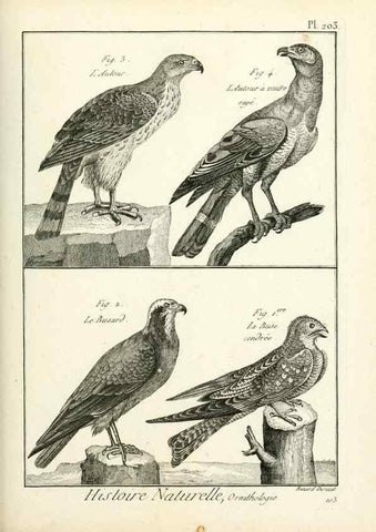 Reproducción/Reproduction 7850782680: Tableau encyclopédique et méthodique des trois règnes de la nature.. A Paris :Chez Mme. veuve Agasse ...,1823.