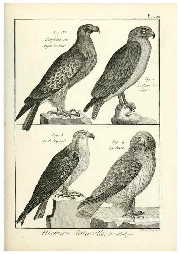 Reproducción/Reproduction 7850781438: Tableau encyclopédique et méthodique des trois règnes de la nature.. A Paris :Chez Mme. veuve Agasse ...,1823.