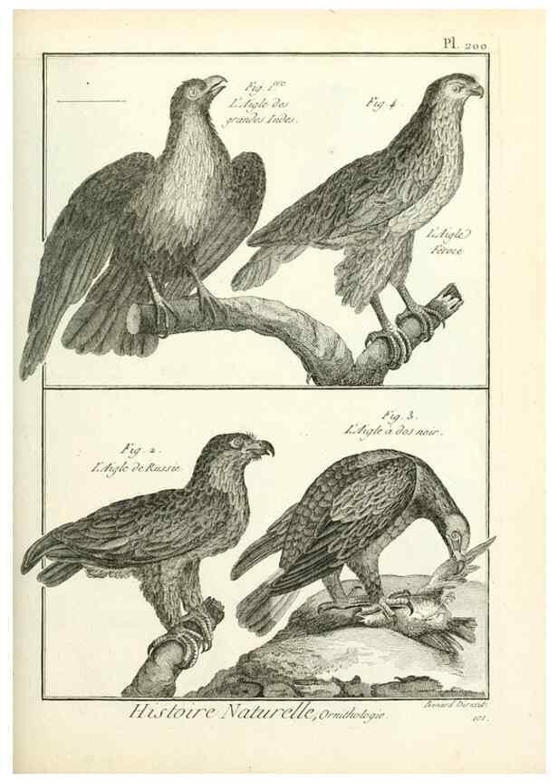 Reproducción/Reproduction 7850778484: Tableau encyclopédique et méthodique des trois règnes de la nature.. A Paris :Chez Mme. veuve Agasse ...,1823.