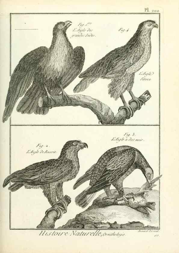 Reproducción/Reproduction 7850778484: Tableau encyclopédique et méthodique des trois règnes de la nature.. A Paris :Chez Mme. veuve Agasse ...,1823.
