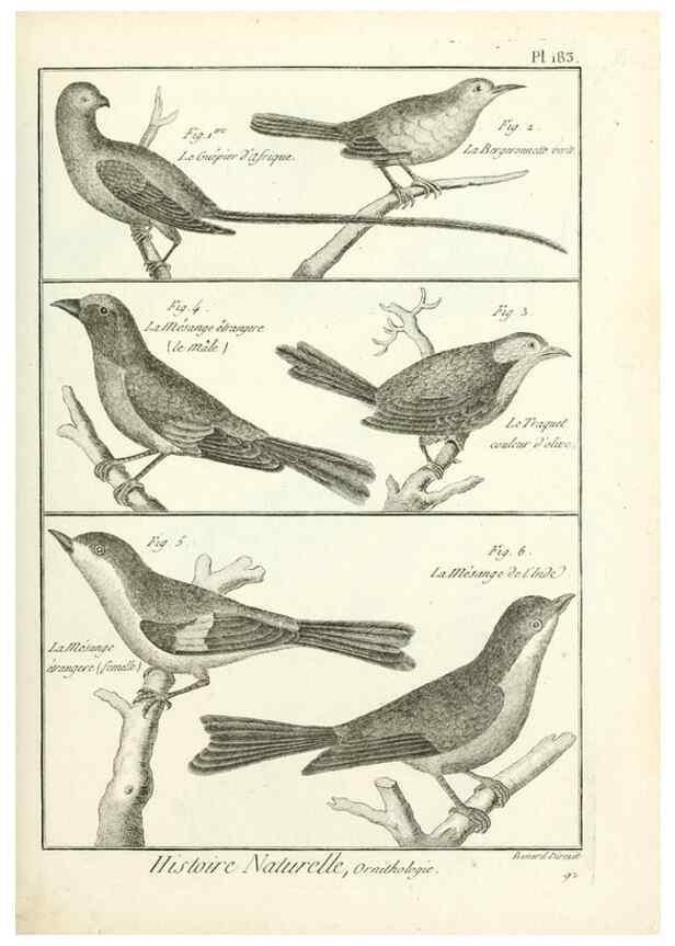 Reproducción/Reproduction 7850756114: Tableau encyclopédique et méthodique des trois règnes de la nature.. A Paris :Chez Mme. veuve Agasse ...,1823.