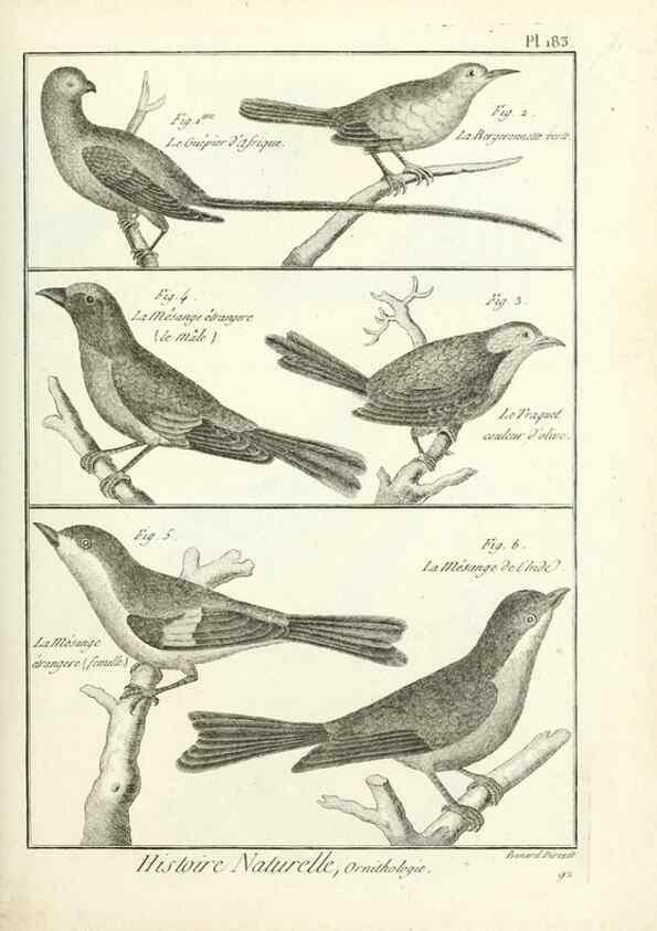 Reproducción/Reproduction 7850756114: Tableau encyclopédique et méthodique des trois règnes de la nature.. A Paris :Chez Mme. veuve Agasse ...,1823.