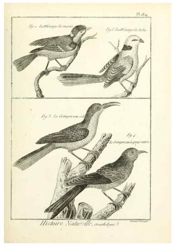 Reproducción/Reproduction 7850757408: Tableau encyclopédique et méthodique des trois règnes de la nature.. A Paris :Chez Mme. veuve Agasse ...,1823.