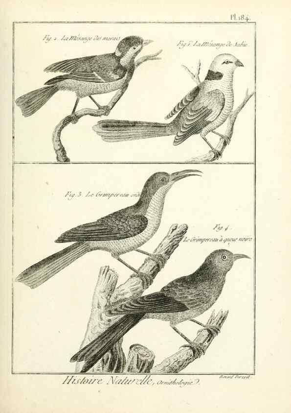 Reproducción/Reproduction 7850757408: Tableau encyclopédique et méthodique des trois règnes de la nature.. A Paris :Chez Mme. veuve Agasse ...,1823.