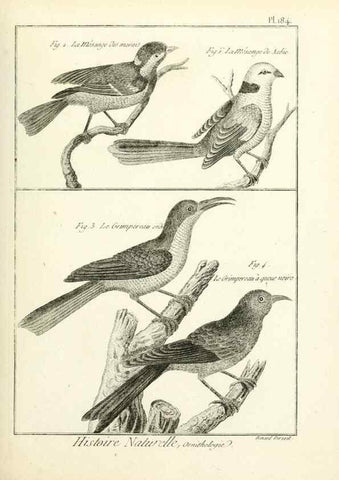 Reproducción/Reproduction 7850757408: Tableau encyclopédique et méthodique des trois règnes de la nature.. A Paris :Chez Mme. veuve Agasse ...,1823.