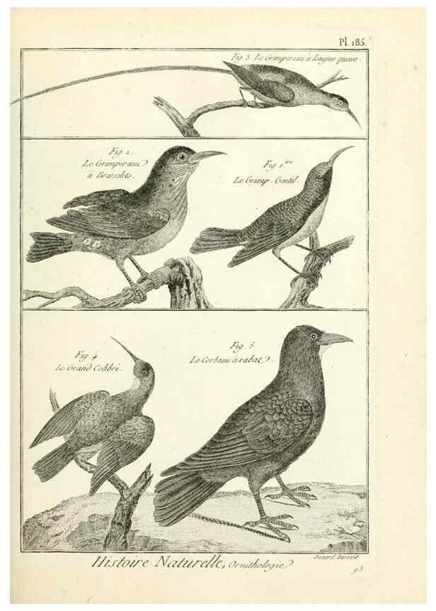 Reproducción/Reproduction 7850758698: Tableau encyclopédique et méthodique des trois règnes de la nature.. A Paris :Chez Mme. veuve Agasse ...,1823.