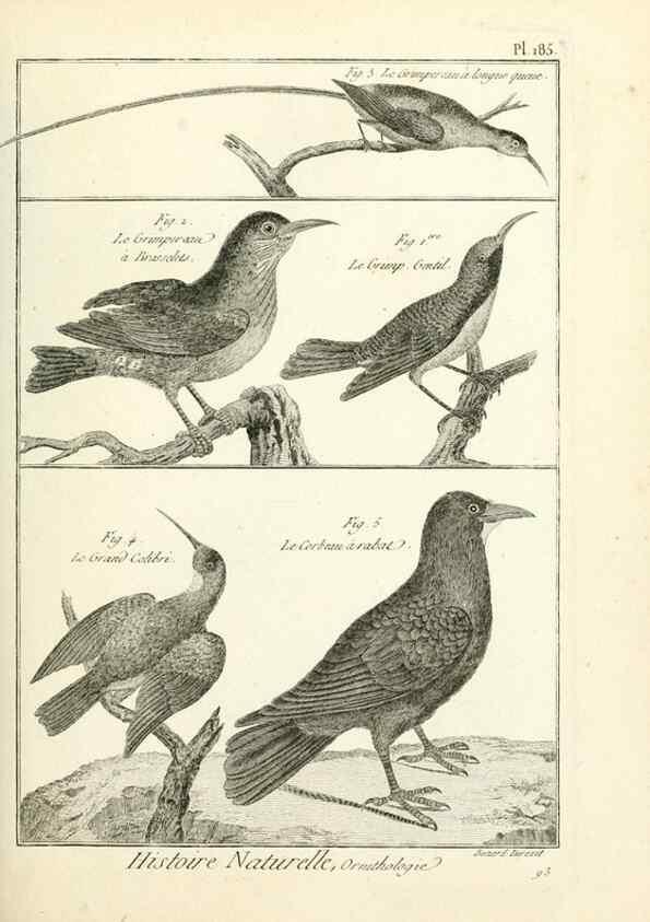 Reproducción/Reproduction 7850758698: Tableau encyclopédique et méthodique des trois règnes de la nature.. A Paris :Chez Mme. veuve Agasse ...,1823.