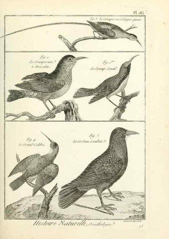 Reproducción/Reproduction 7850758698: Tableau encyclopédique et méthodique des trois règnes de la nature.. A Paris :Chez Mme. veuve Agasse ...,1823.
