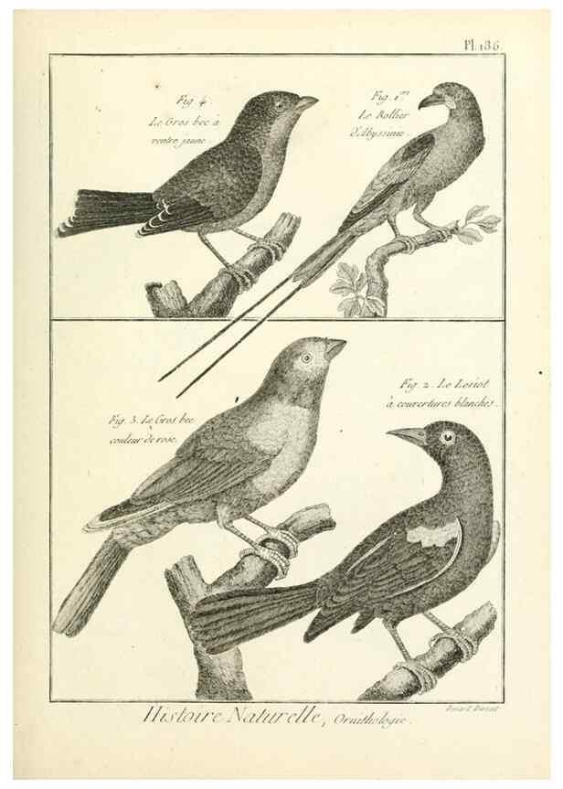 Reproducción/Reproduction 7850760096: Tableau encyclopédique et méthodique des trois règnes de la nature.. A Paris :Chez Mme. veuve Agasse ...,1823.