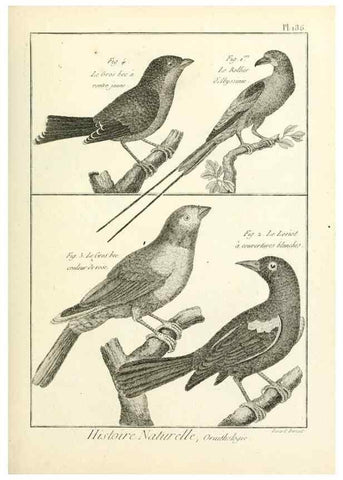 Reproducción/Reproduction 7850760096: Tableau encyclopédique et méthodique des trois règnes de la nature.. A Paris :Chez Mme. veuve Agasse ...,1823.