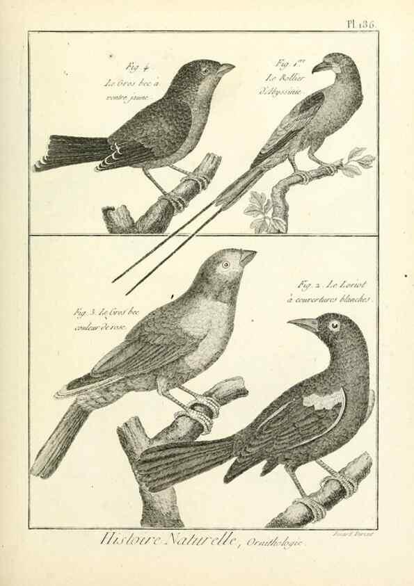 Reproducción/Reproduction 7850760096: Tableau encyclopédique et méthodique des trois règnes de la nature.. A Paris :Chez Mme. veuve Agasse ...,1823.