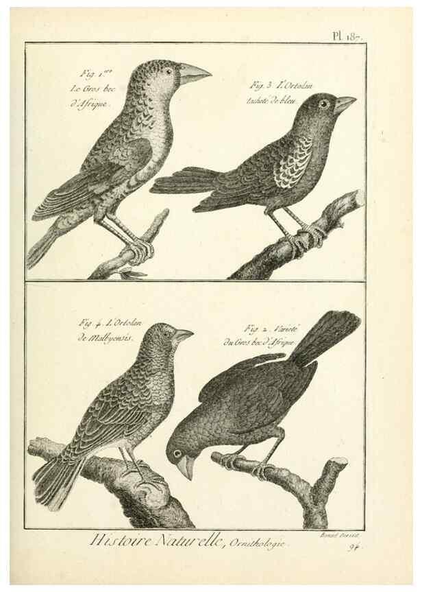 Reproducción/Reproduction 7850761210: Tableau encyclopédique et méthodique des trois règnes de la nature.. A Paris :Chez Mme. veuve Agasse ...,1823.