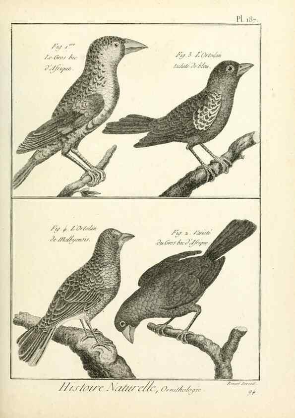 Reproducción/Reproduction 7850761210: Tableau encyclopédique et méthodique des trois règnes de la nature.. A Paris :Chez Mme. veuve Agasse ...,1823.