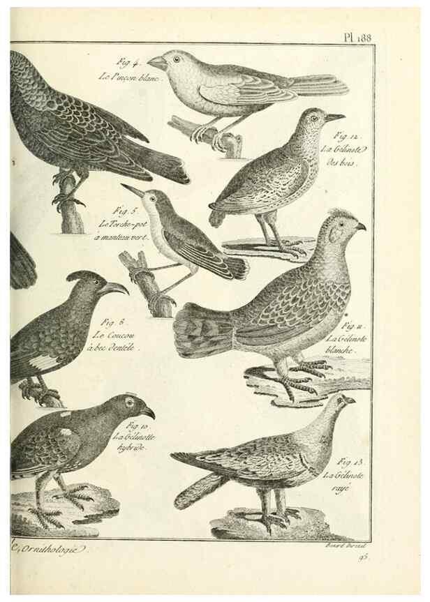 Reproducción/Reproduction 7850763220: Tableau encyclopédique et méthodique des trois règnes de la nature.. A Paris :Chez Mme. veuve Agasse ...,1823.
