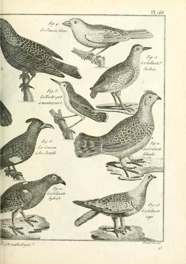 Reproducción/Reproduction 7850763220: Tableau encyclopédique et méthodique des trois règnes de la nature.. A Paris :Chez Mme. veuve Agasse ...,1823.