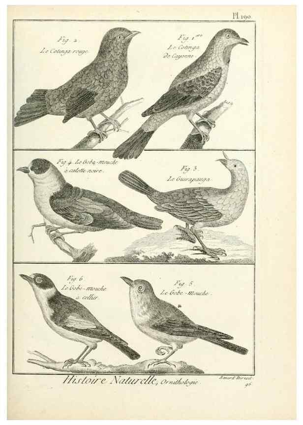 Reproducción/Reproduction 7850765830: Tableau encyclopédique et méthodique des trois règnes de la nature.. A Paris :Chez Mme. veuve Agasse ...,1823.