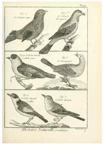 Reproducción/Reproduction 7850765830: Tableau encyclopédique et méthodique des trois règnes de la nature.. A Paris :Chez Mme. veuve Agasse ...,1823.