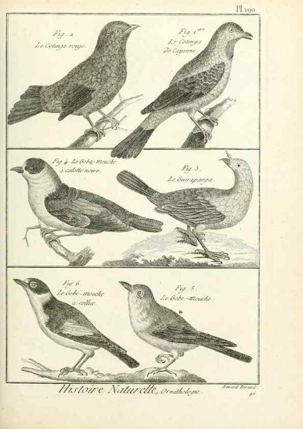 Reproducción/Reproduction 7850765830: Tableau encyclopédique et méthodique des trois règnes de la nature.. A Paris :Chez Mme. veuve Agasse ...,1823.