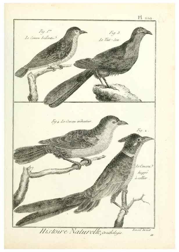 Reproducción/Reproduction 7850803500: Tableau encyclopédique et méthodique des trois règnes de la nature.. A Paris :Chez Mme. veuve Agasse ...,1823.