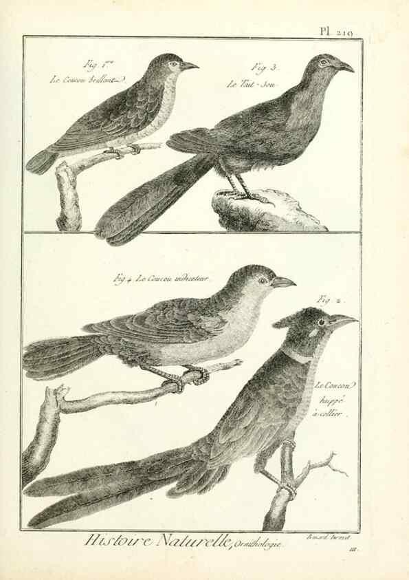 Reproducción/Reproduction 7850803500: Tableau encyclopédique et méthodique des trois règnes de la nature.. A Paris :Chez Mme. veuve Agasse ...,1823.