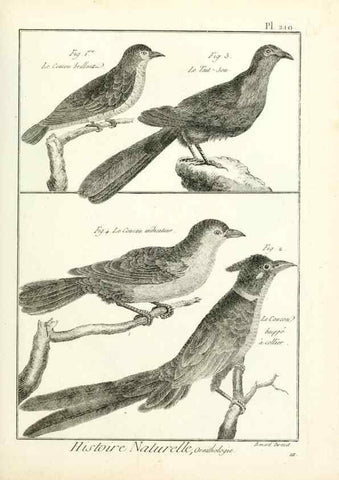 Reproducción/Reproduction 7850803500: Tableau encyclopédique et méthodique des trois règnes de la nature.. A Paris :Chez Mme. veuve Agasse ...,1823.