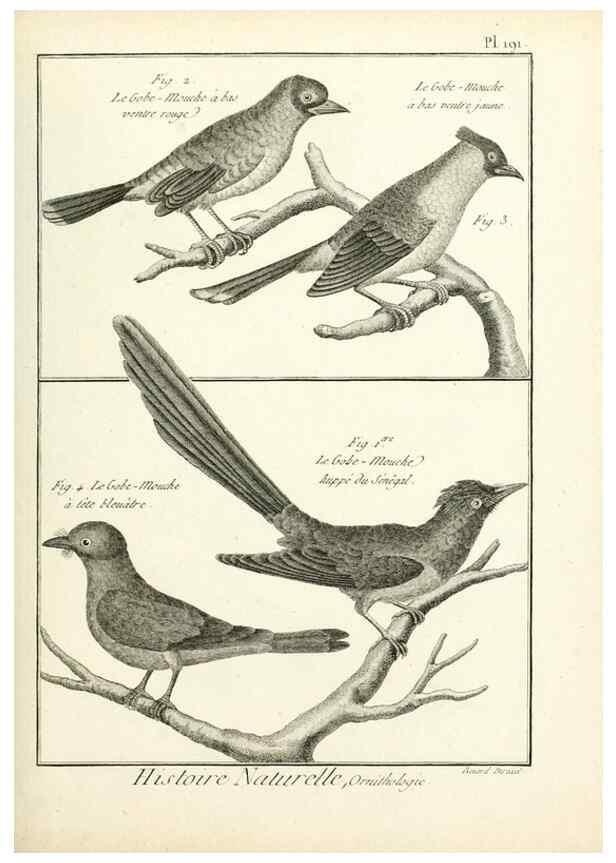 Reproducción/Reproduction 7850767014: Tableau encyclopédique et méthodique des trois règnes de la nature.. A Paris :Chez Mme. veuve Agasse ...,1823.