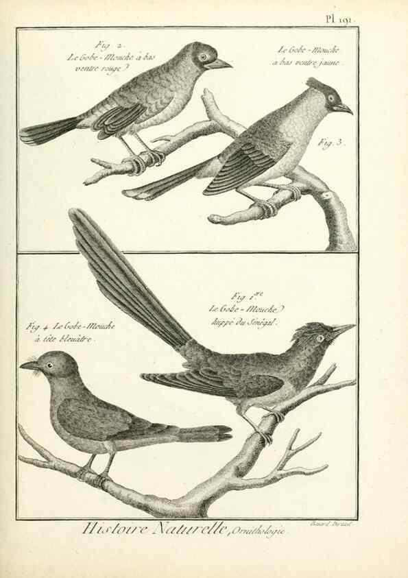 Reproducción/Reproduction 7850767014: Tableau encyclopédique et méthodique des trois règnes de la nature.. A Paris :Chez Mme. veuve Agasse ...,1823.