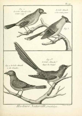 Reproducción/Reproduction 7850767014: Tableau encyclopédique et méthodique des trois règnes de la nature.. A Paris :Chez Mme. veuve Agasse ...,1823.