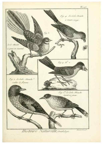 Reproducción/Reproduction 7850769402: Tableau encyclopédique et méthodique des trois règnes de la nature.. A Paris :Chez Mme. veuve Agasse ...,1823.