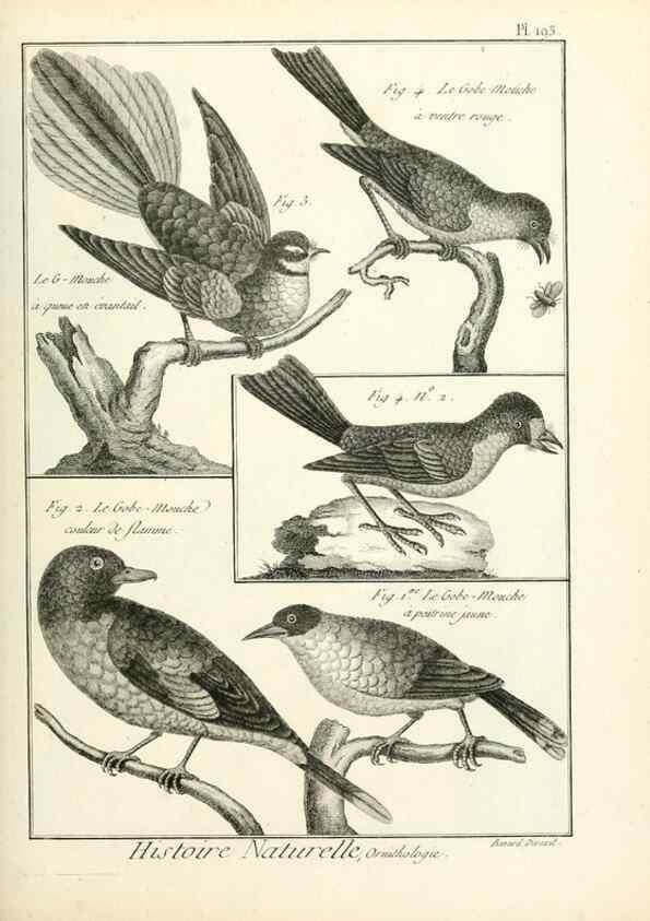 Reproducción/Reproduction 7850769402: Tableau encyclopédique et méthodique des trois règnes de la nature.. A Paris :Chez Mme. veuve Agasse ...,1823.