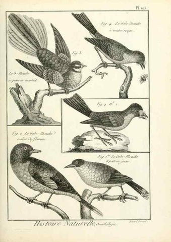 Reproducción/Reproduction 7850769402: Tableau encyclopédique et méthodique des trois règnes de la nature.. A Paris :Chez Mme. veuve Agasse ...,1823.