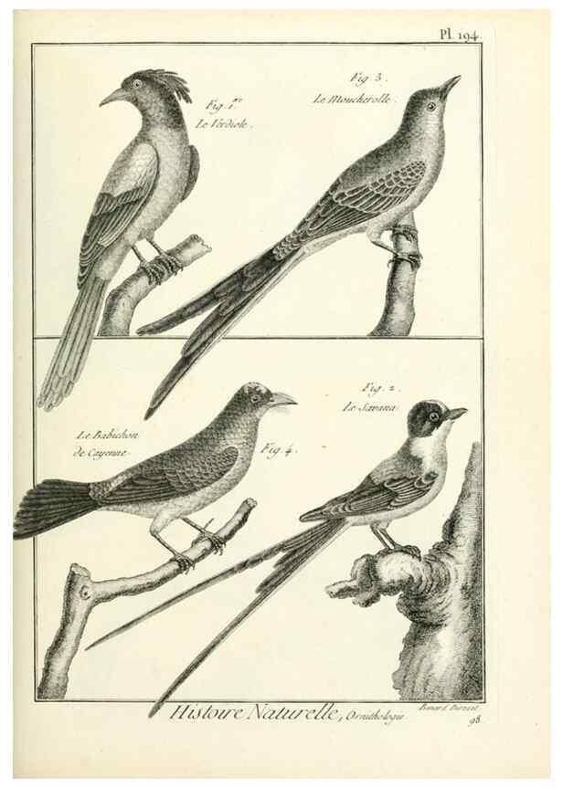 Reproducción/Reproduction 7850770698: Tableau encyclopédique et méthodique des trois règnes de la nature.. A Paris :Chez Mme. veuve Agasse ...,1823.