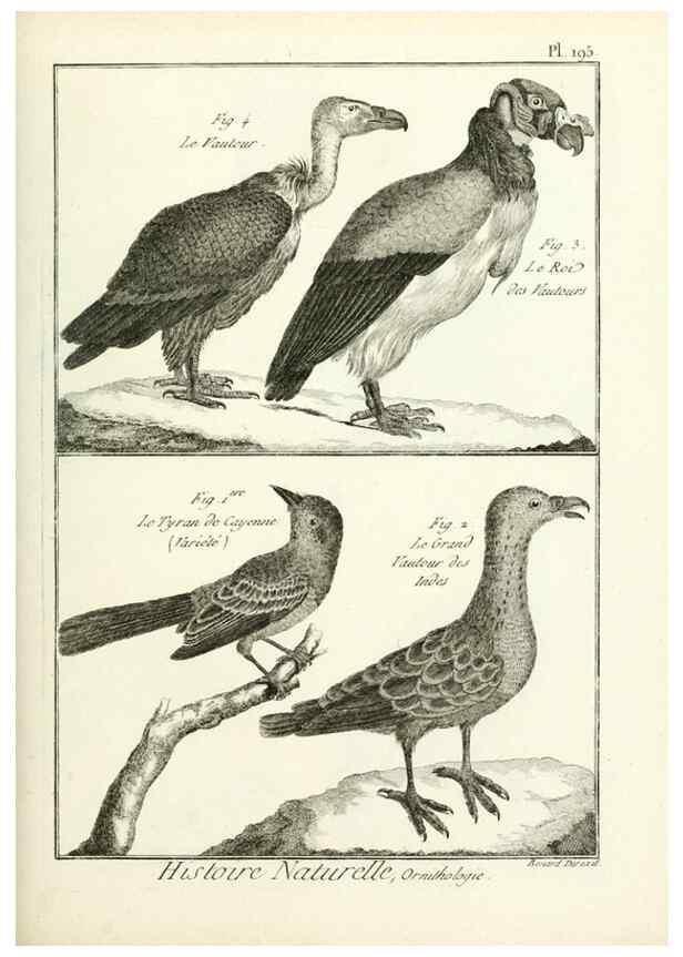 Reproducción/Reproduction 7850771998: Tableau encyclopédique et méthodique des trois règnes de la nature.. A Paris :Chez Mme. veuve Agasse ...,1823.