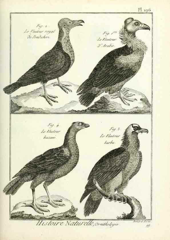 Reproducción/Reproduction 7850773372: Tableau encyclopédique et méthodique des trois règnes de la nature.. A Paris :Chez Mme. veuve Agasse ...,1823.