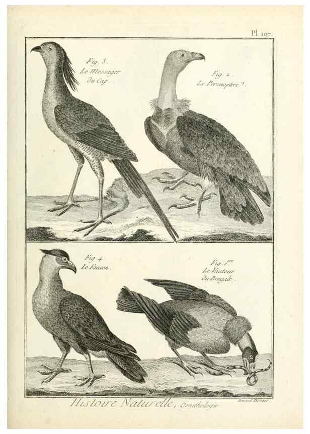 Reproducción/Reproduction 7850774716: Tableau encyclopédique et méthodique des trois règnes de la nature.. A Paris :Chez Mme. veuve Agasse ...,1823.