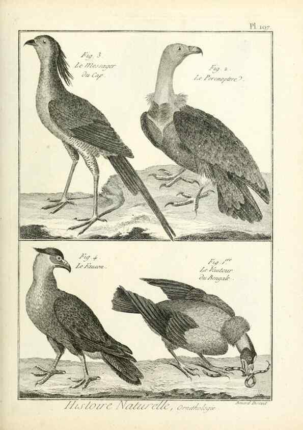 Reproducción/Reproduction 7850774716: Tableau encyclopédique et méthodique des trois règnes de la nature.. A Paris :Chez Mme. veuve Agasse ...,1823.