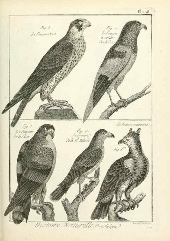 Reproducción/Reproduction 7850776026: Tableau encyclopédique et méthodique des trois règnes de la nature.. A Paris :Chez Mme. veuve Agasse ...,1823.