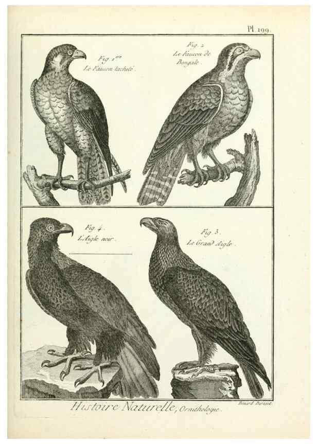 Reproducción/Reproduction 7850777370: Tableau encyclopédique et méthodique des trois règnes de la nature.. A Paris :Chez Mme. veuve Agasse ...,1823.