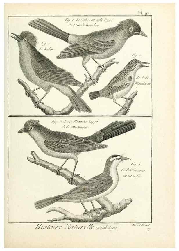 Reproducción/Reproduction 7850768184: Tableau encyclopédique et méthodique des trois règnes de la nature.. A Paris :Chez Mme. veuve Agasse ...,1823.