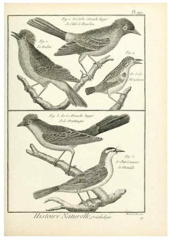 Reproducción/Reproduction 7850768184: Tableau encyclopédique et méthodique des trois règnes de la nature.. A Paris :Chez Mme. veuve Agasse ...,1823.